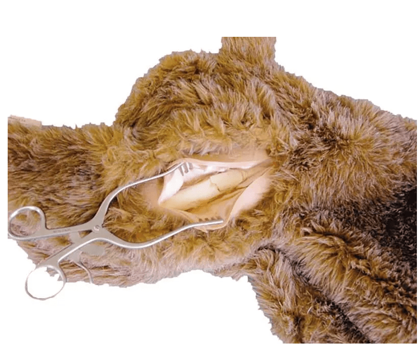 Oberschenkel - Fraktur - Option für VET4000, VET4010 und VET4020 - Erler - Zimmer